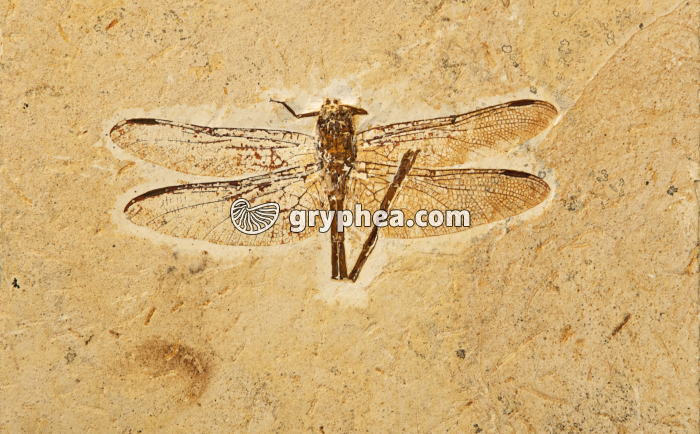 Libellule fossile (Insecte, Albien-Aptien, Brésil) - gryphea.org